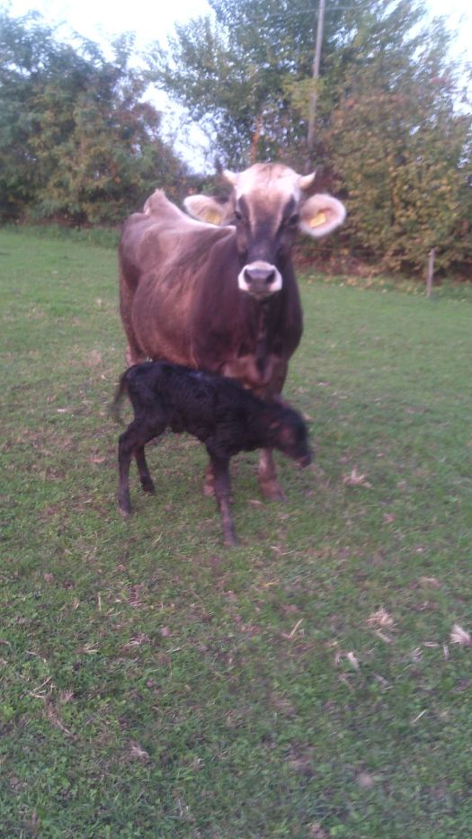 wp-1447606063401 image