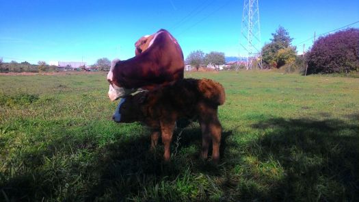 WhatsApp Image 2017-10-24 at 16.39.41.jpeg