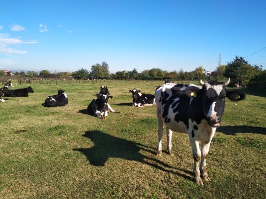 B35E985D-7E90-458B-9A12-EE29DF4EFDF7